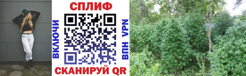 купить   Луга  Каннабис сатива 